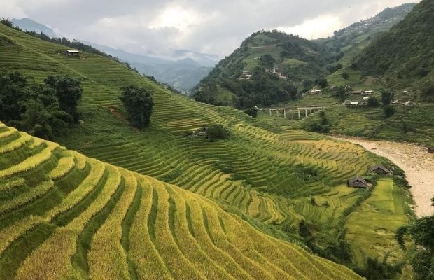 Rice terraced field in Lao Chai - Ta Van trekking route